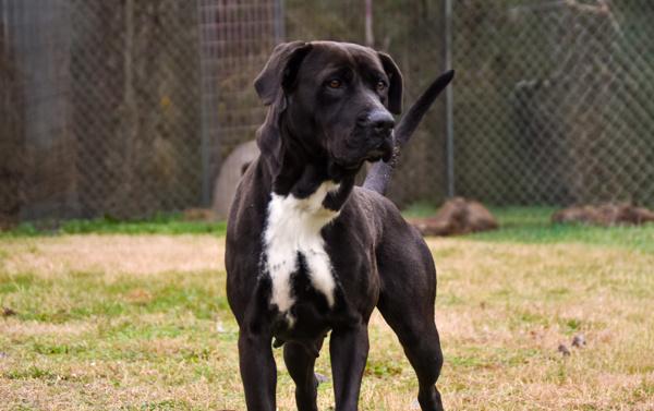 Gigi, Adoptable, Adult Female Labrador Retriever.