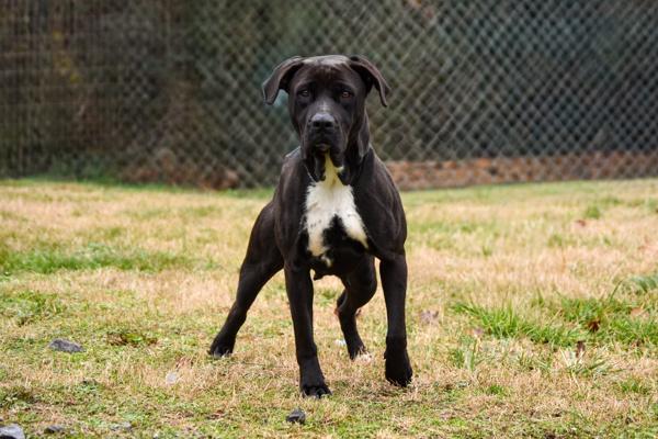 Enlarge Gigi, a Adoptable mixed breed in Cleveland, TN image 3/5