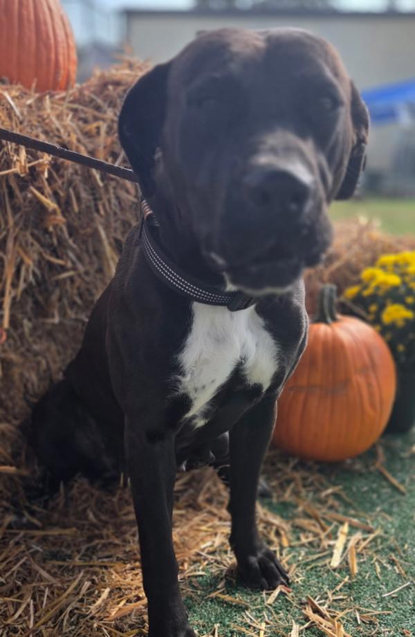 Enlarge Gigi, a Adoptable mixed breed in Cleveland, TN image 1/2