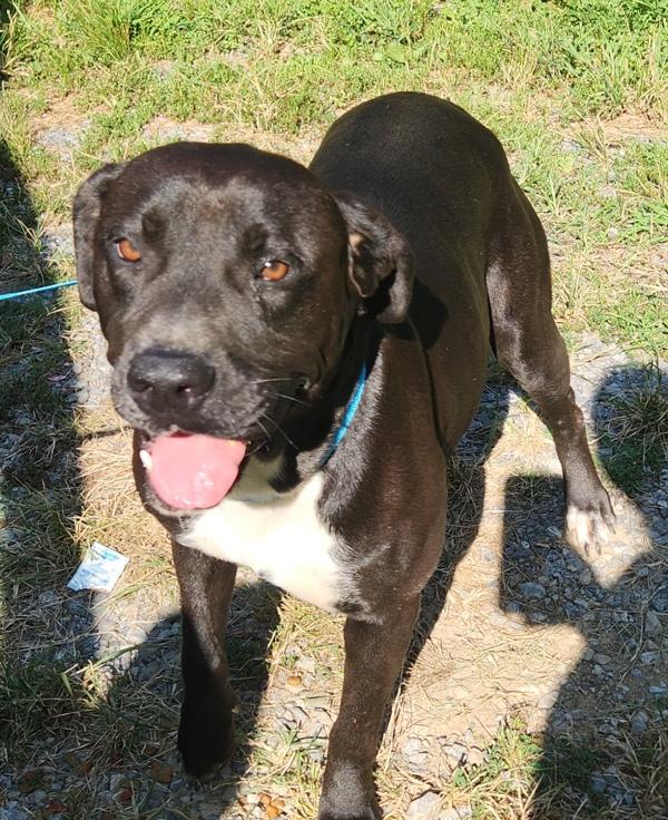 Enlarge Gigi, a Adoptable mixed breed in Cleveland, TN image 2/2