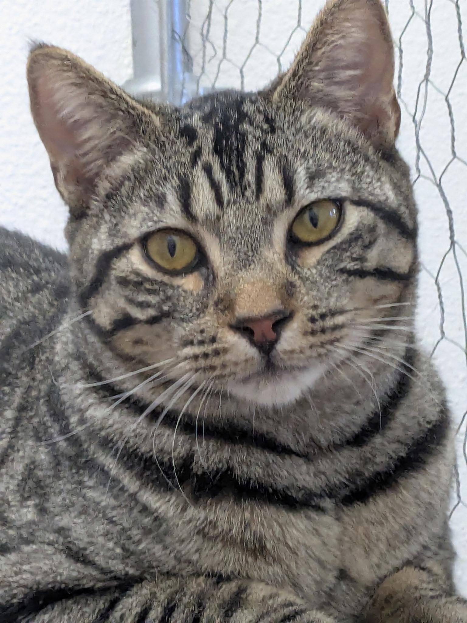 Rudy, Adoptable, Young Male Domestic Short Hair.