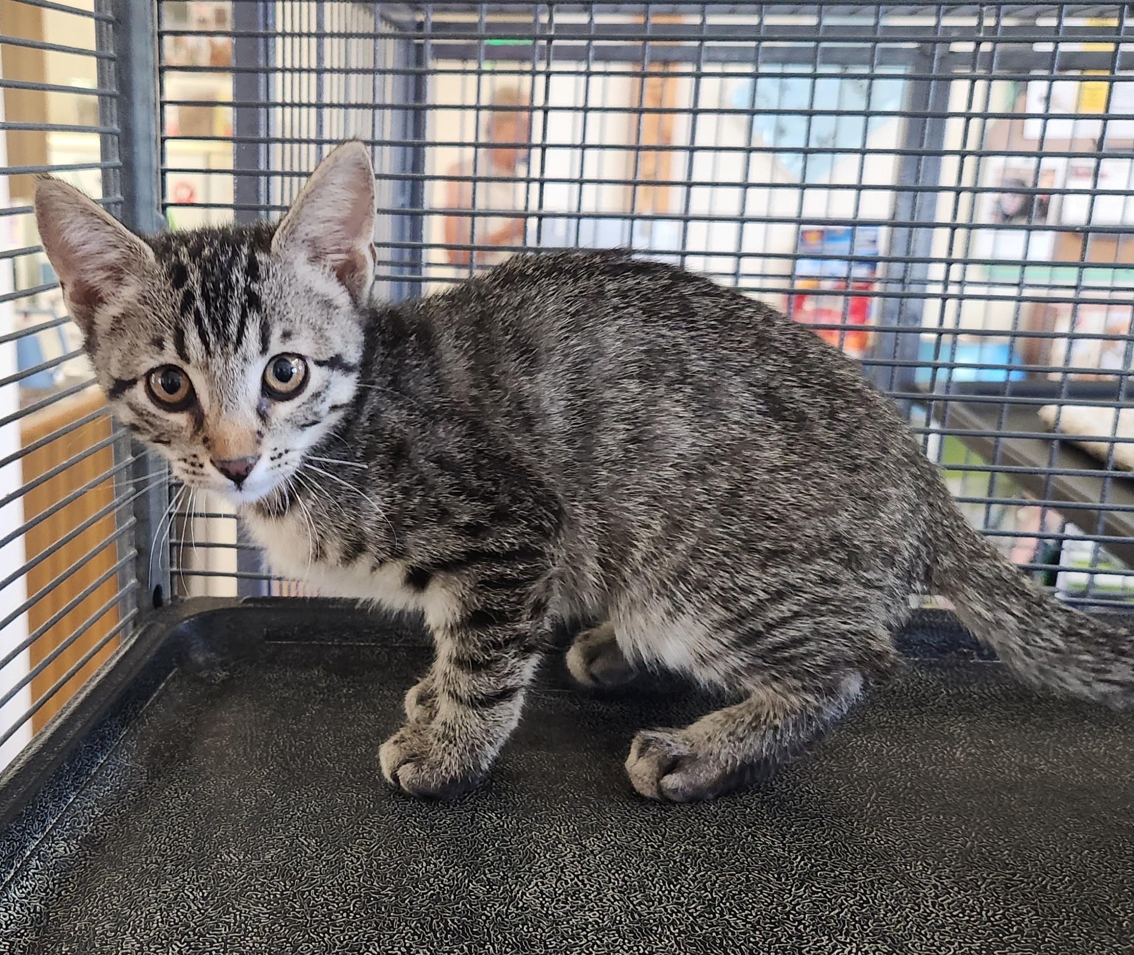 Rudy, Adoptable, Kitten Male Domestic Short Hair.
