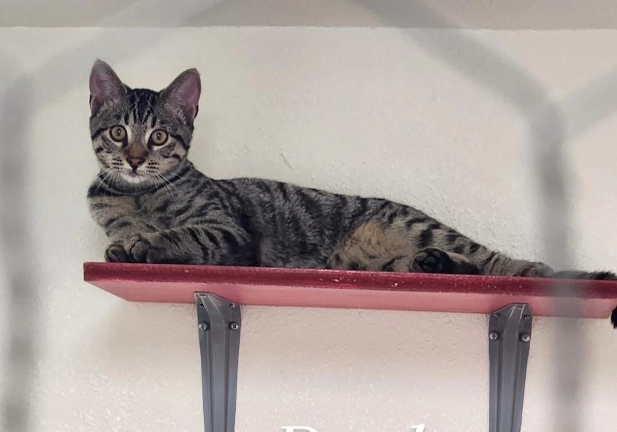 Rudy, Adoptable, Kitten Male Domestic Short Hair.