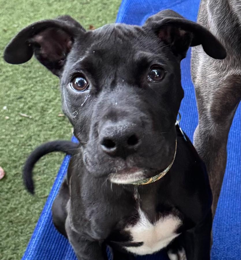 Muck, Adoptable, Puppy Male Pit Bull Terrier.