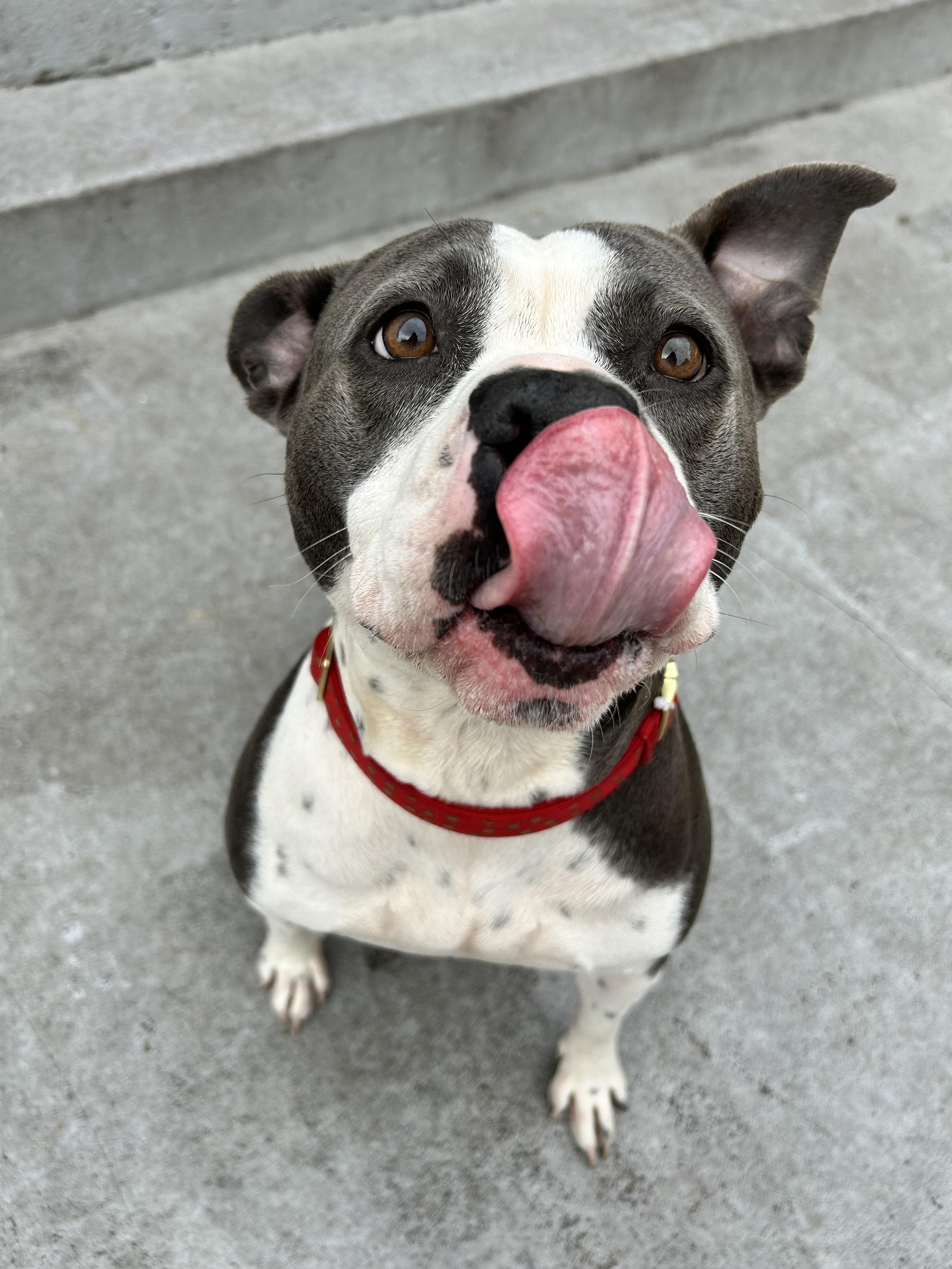 Enlarge Rosa, a ADOPTABLE American Bully in North Miami, FL image 6/6