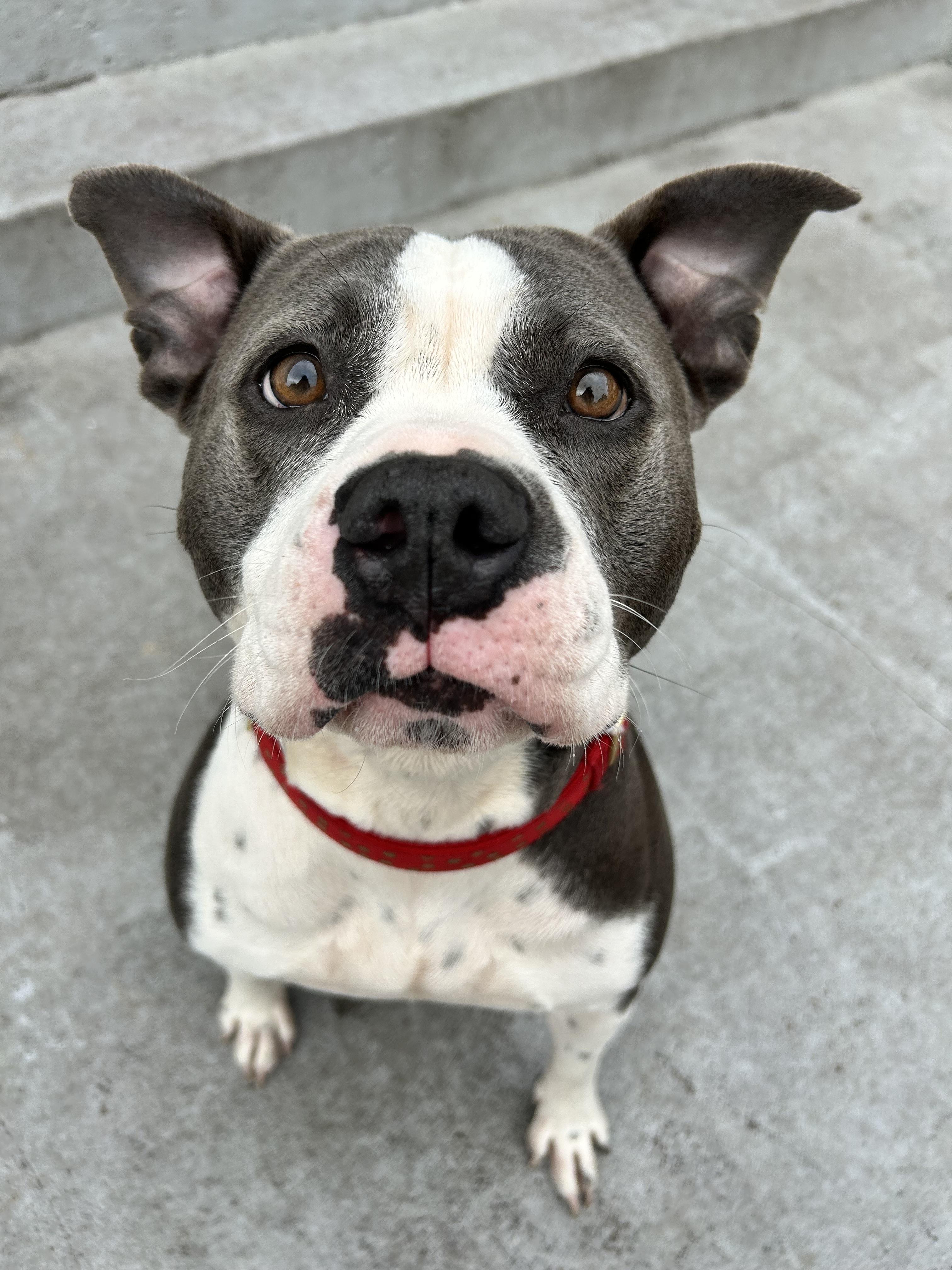Enlarge Rosa, a ADOPTABLE American Bully in North Miami, FL image 5/6