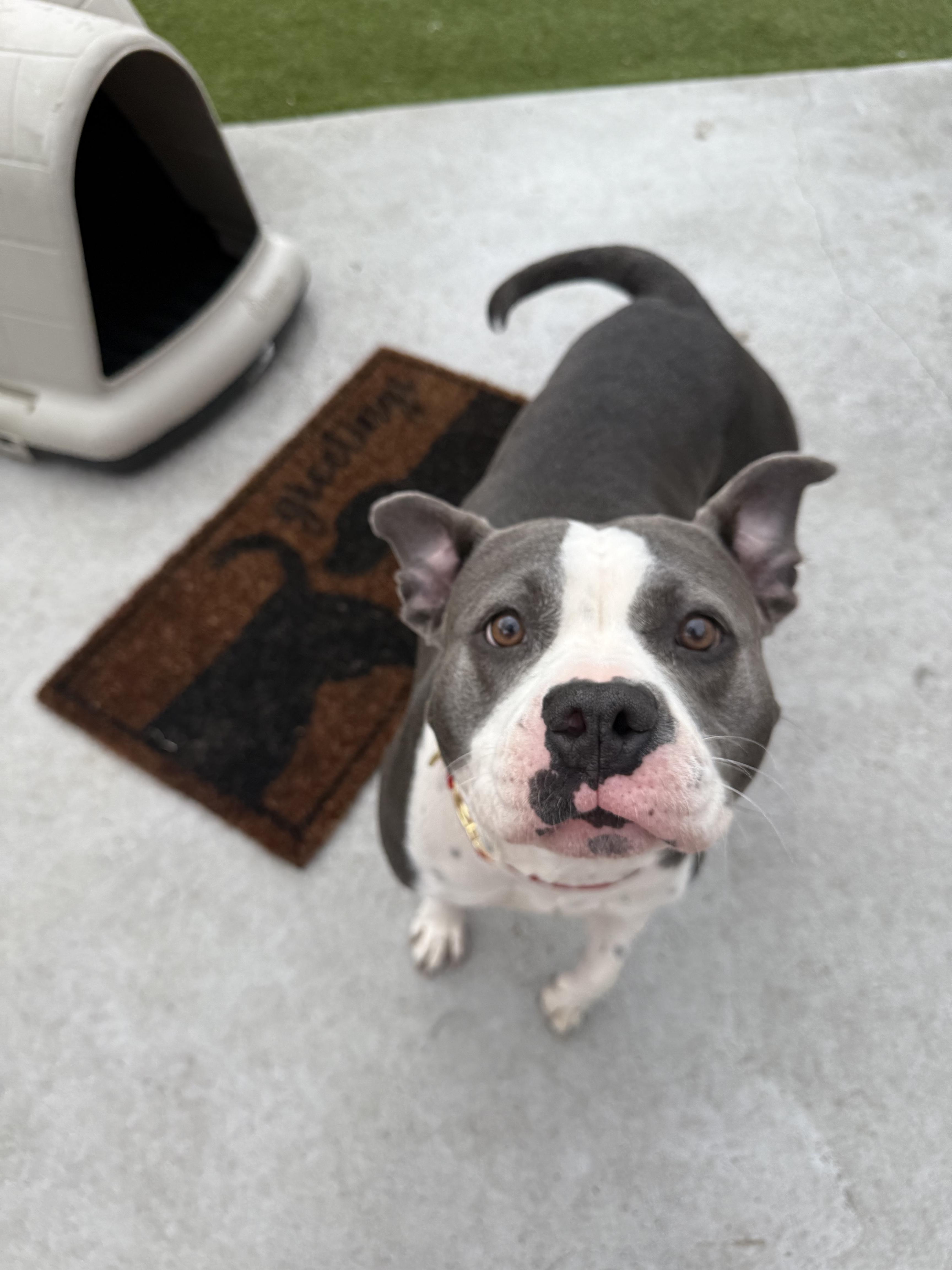 Rosa, ADOPTABLE, Adult Female American Bully.
