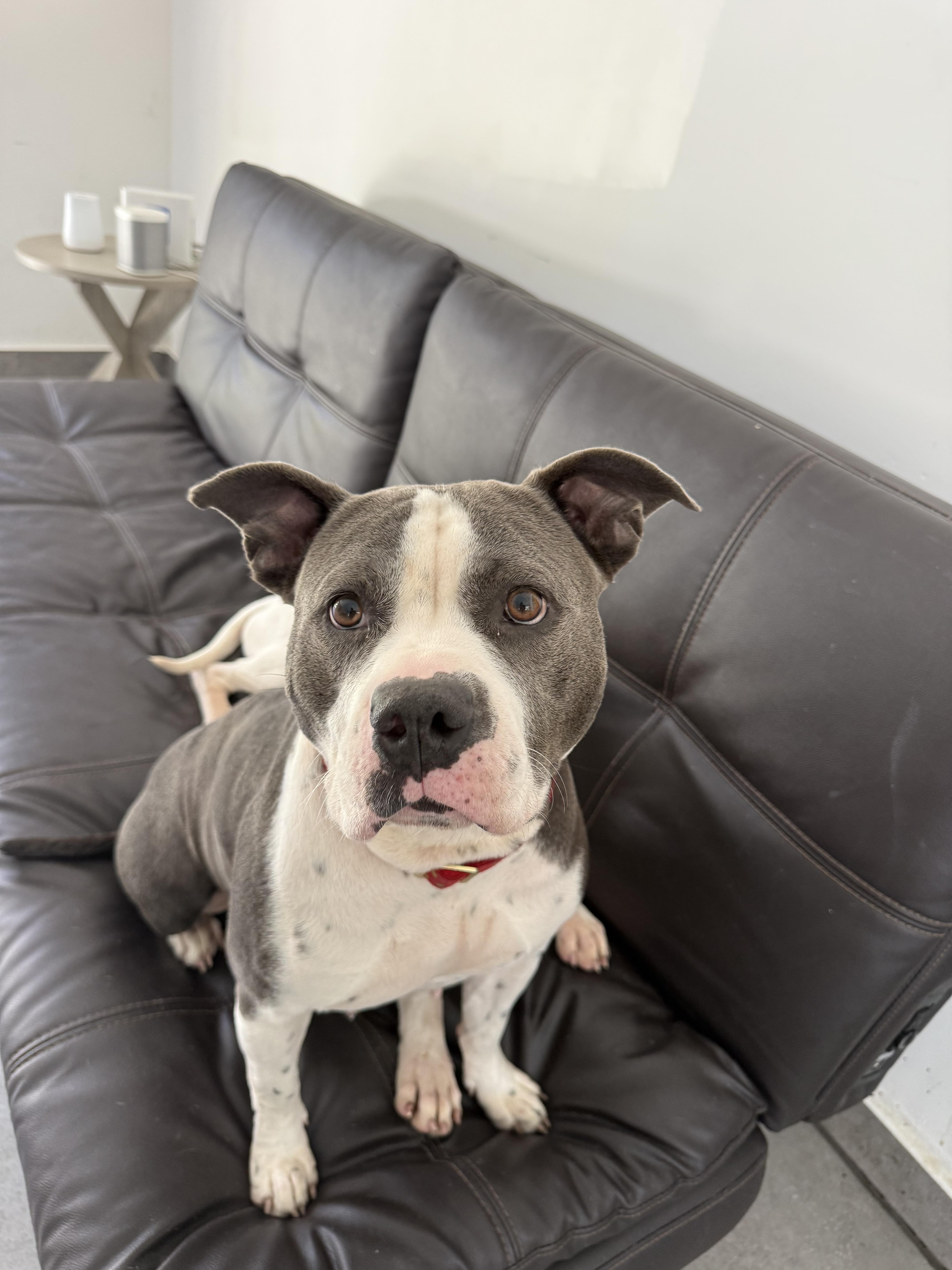 Enlarge Rosa, a ADOPTABLE American Bully in North Miami, FL image 3/6
