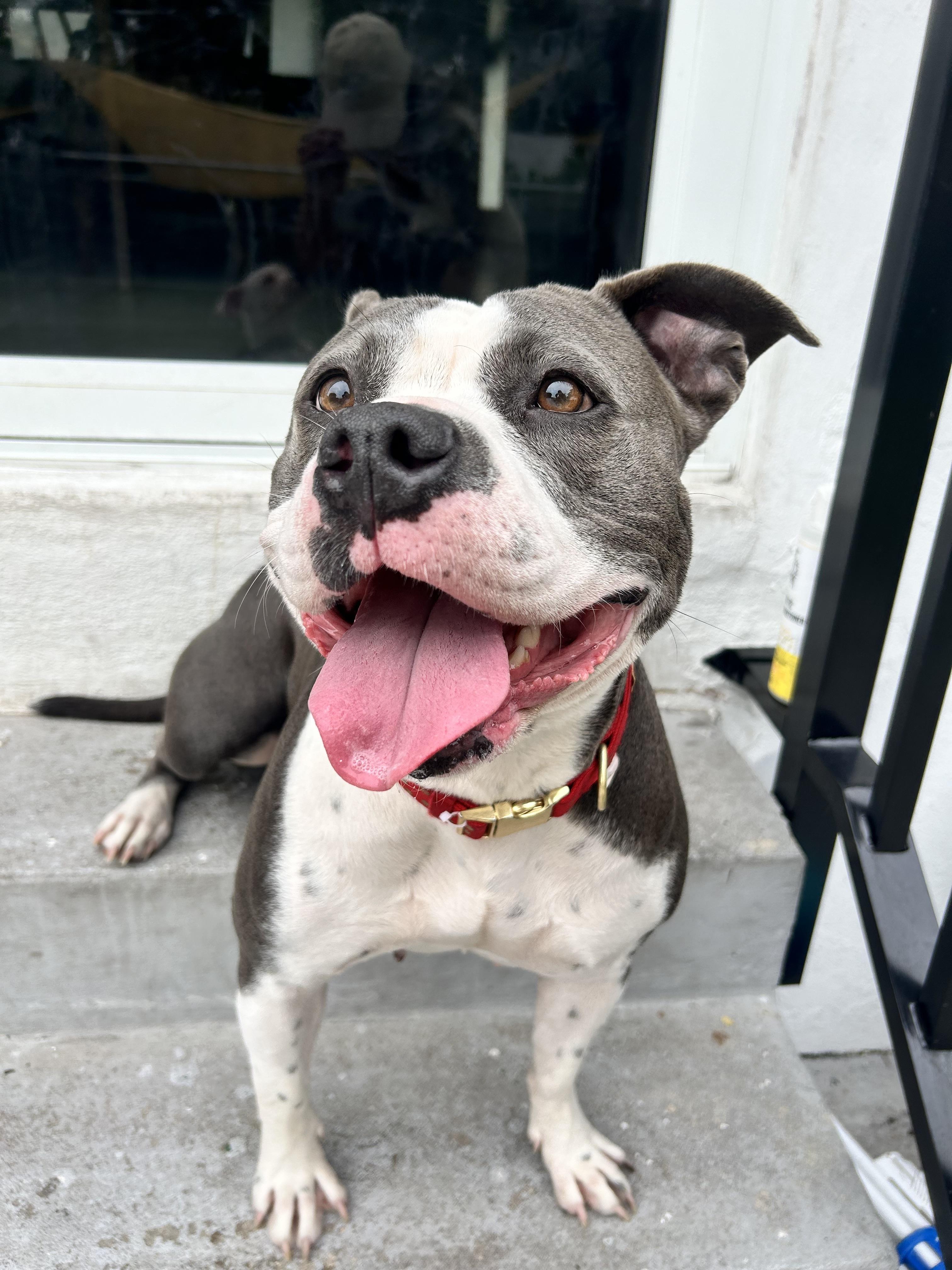 Enlarge Rosa, a ADOPTABLE American Bully in North Miami, FL image 4/6