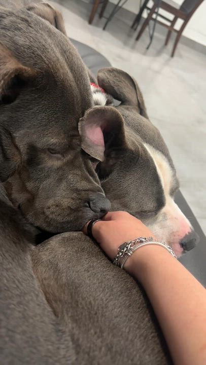 Enlarge Rosa, a ADOPTABLE American Bully in North Miami, FL video 2/6