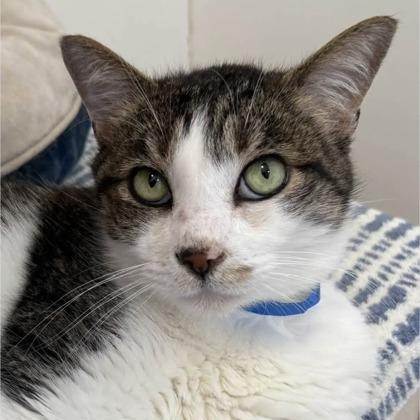 Gold, Adoptable, Adult Male Domestic Short Hair & Domestic Short Hair.
