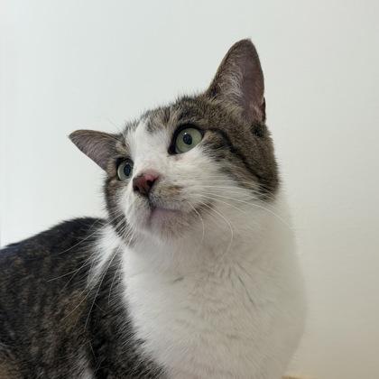 Gold, a Adoptable Domestic Short Hair in San Francisco, CA image 2/3