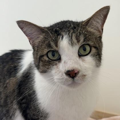 Gold, a Adoptable Domestic Short Hair in San Francisco, CA image 3/3