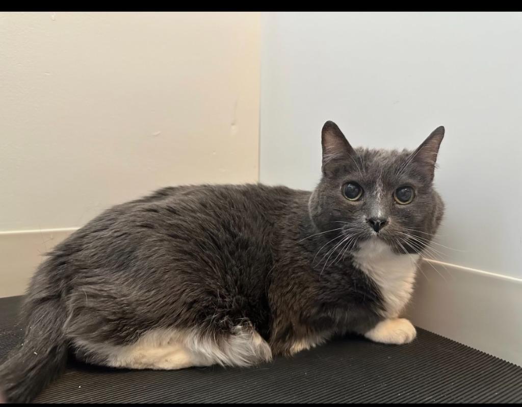 Stella, Adoptable, Senior Female Domestic Short Hair.