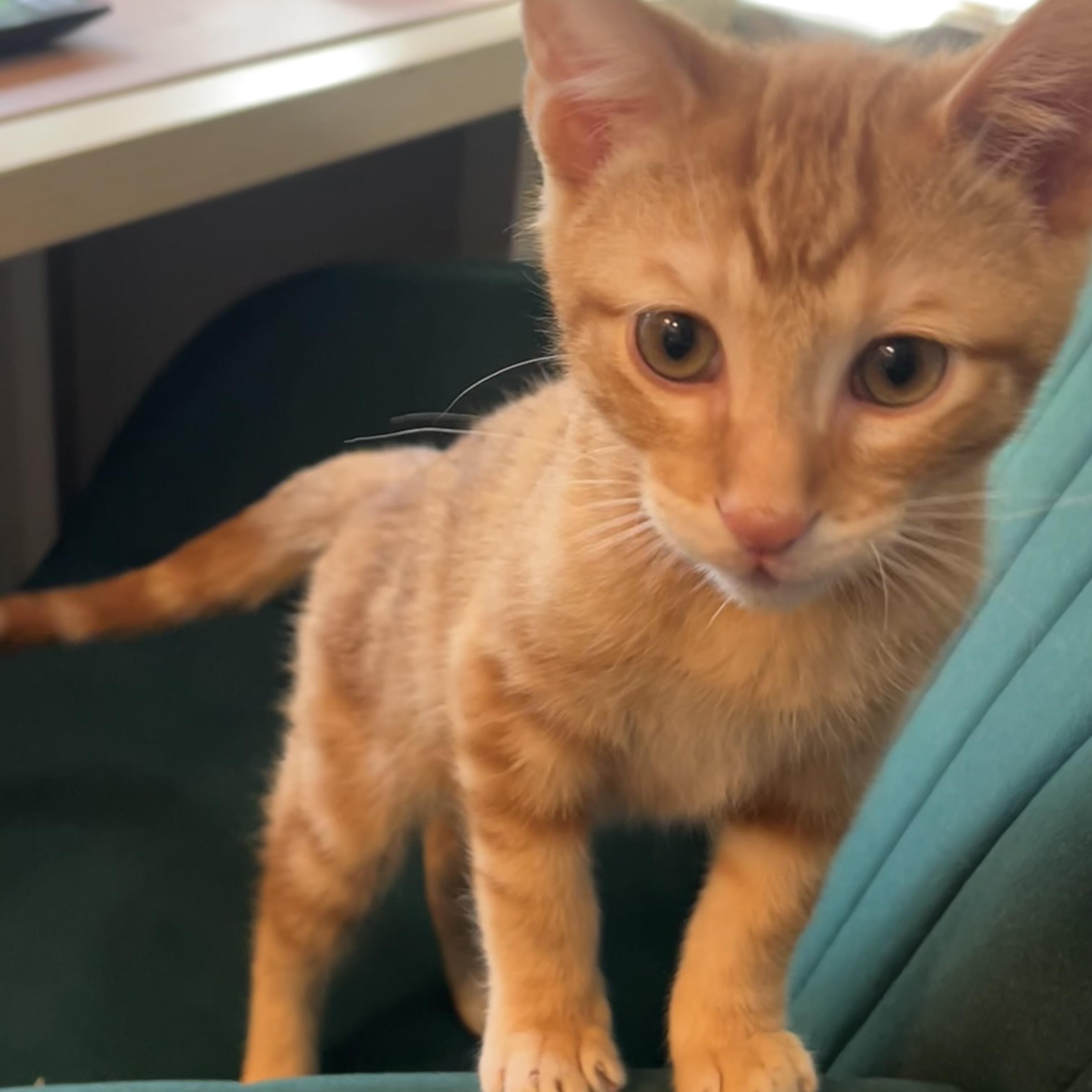 Roberto Porta, a Adoptable Domestic Short Hair in Morrison, CO image 6/6