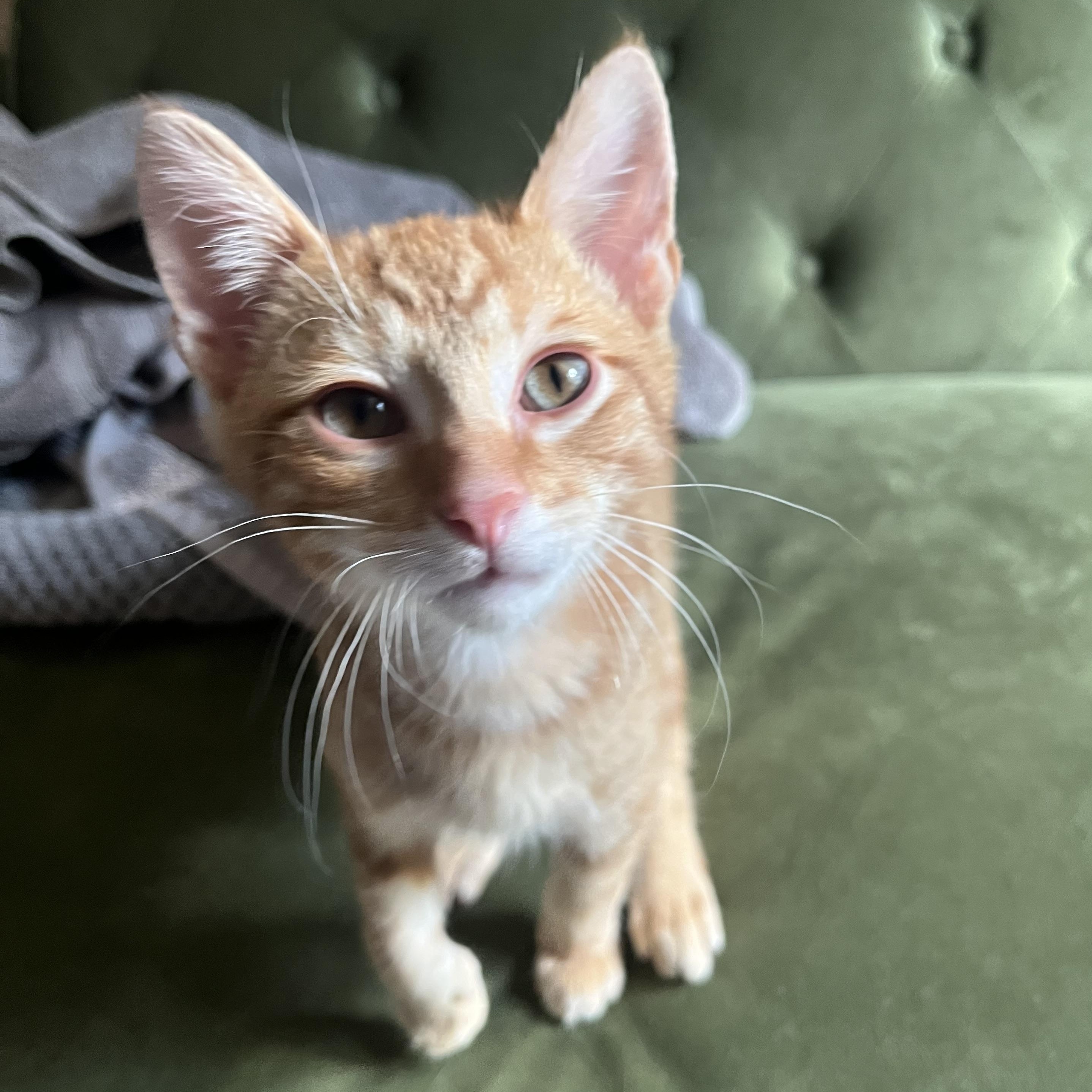 Roberto Porta, a Adoptable Domestic Short Hair in Morrison, CO image 4/6