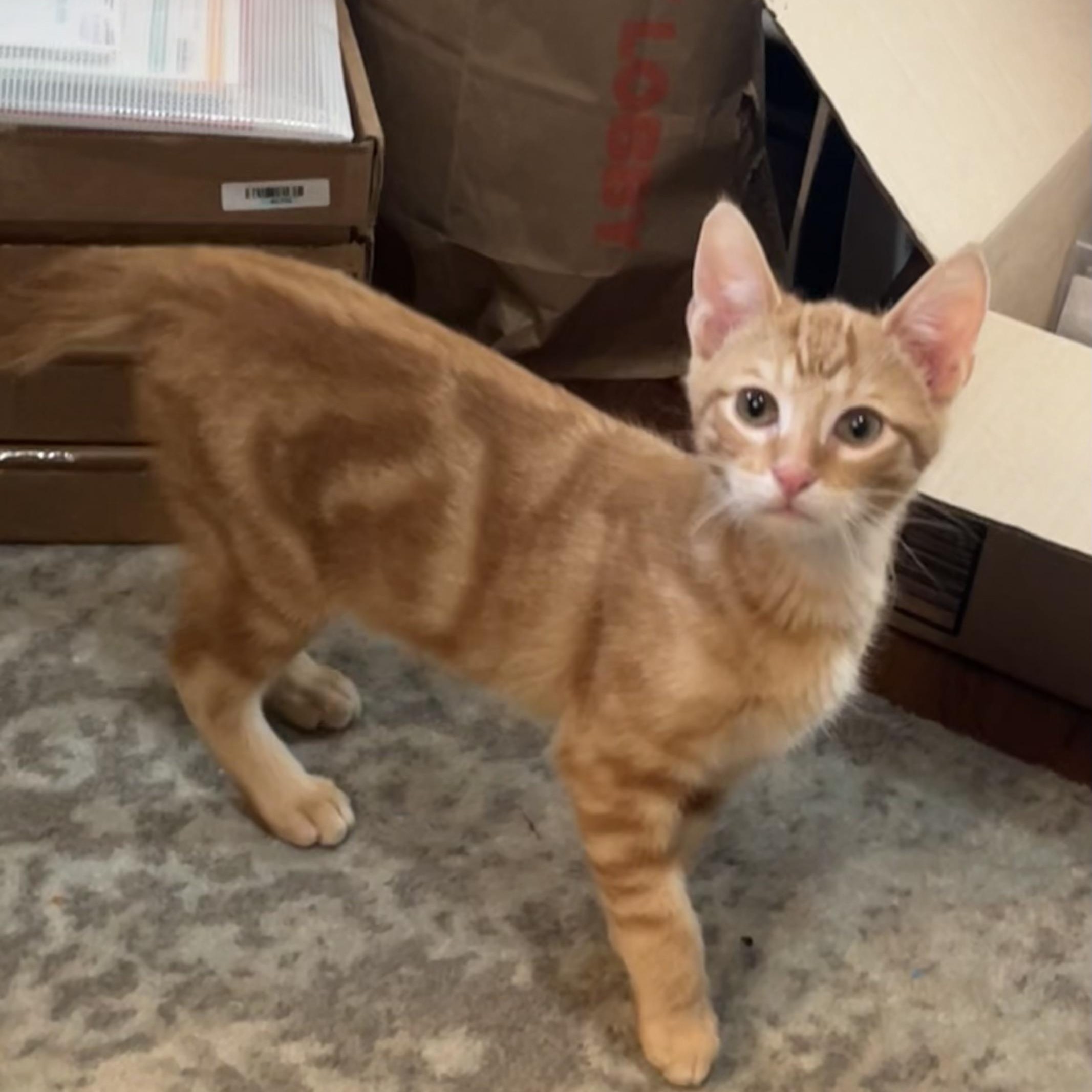 Roberto Porta, a Adoptable Domestic Short Hair in Morrison, CO image 5/6