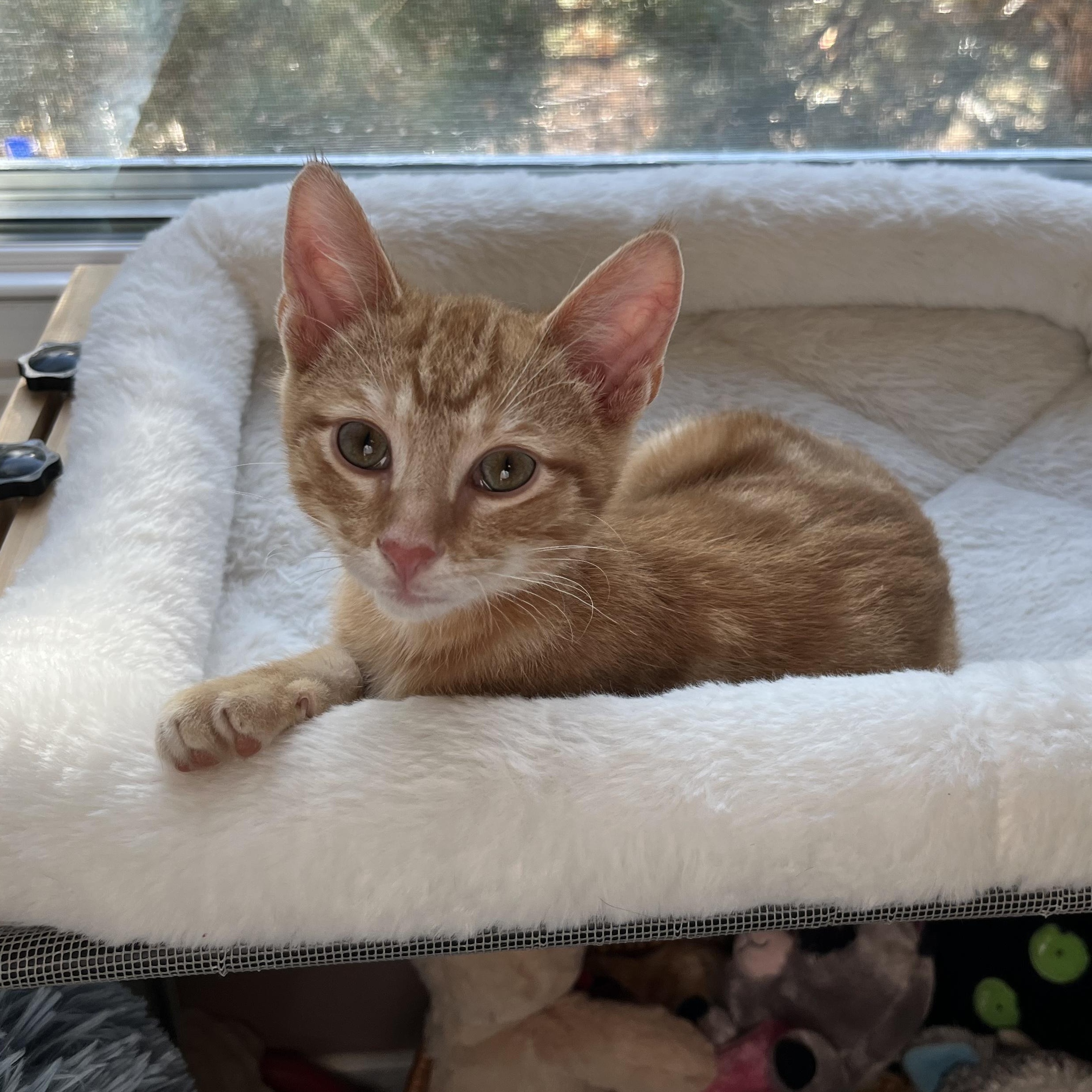 Roberto Porta, a Adoptable Domestic Short Hair in Morrison, CO image 3/6