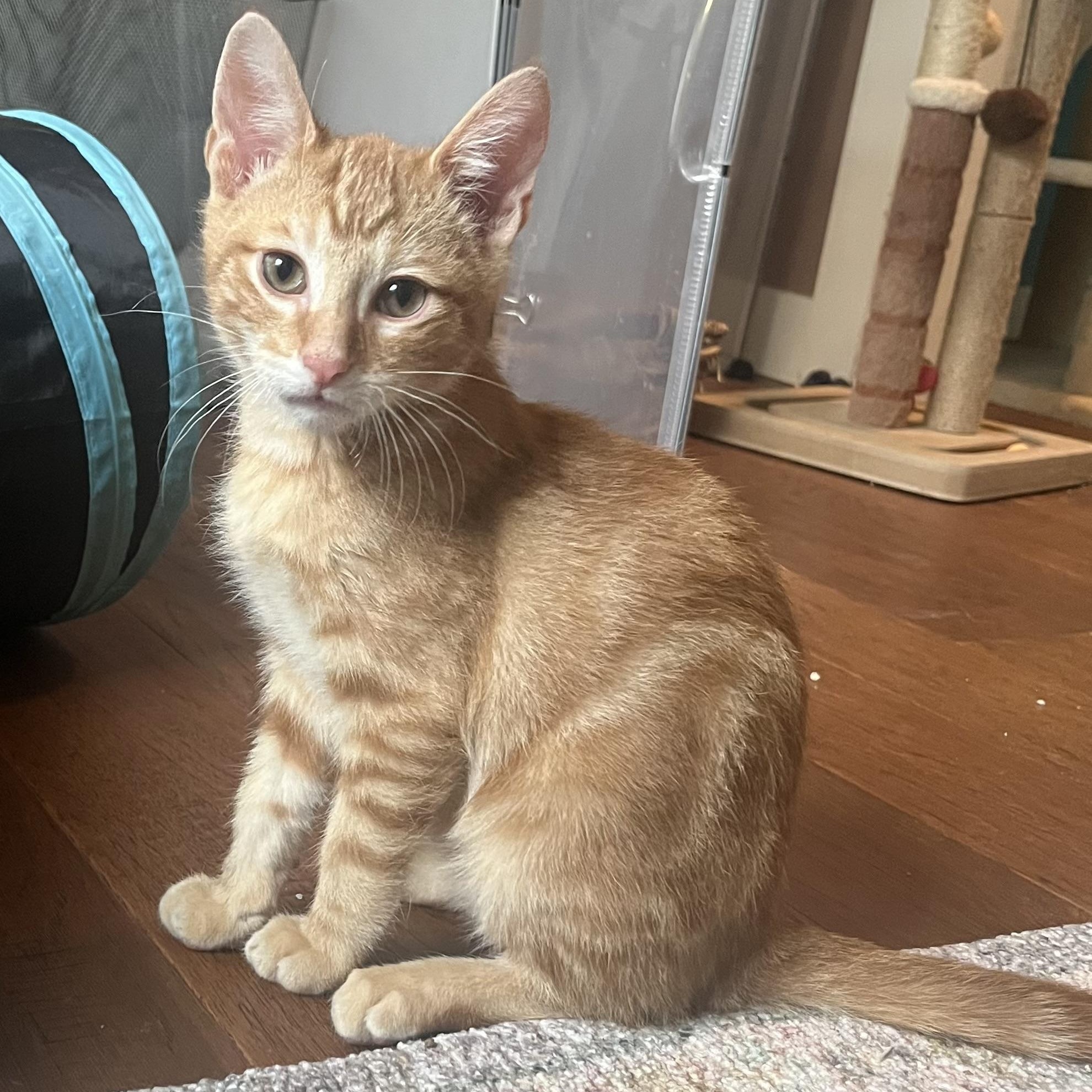 Roberto Porta, a Adoptable Domestic Short Hair in Morrison, CO image 1/6