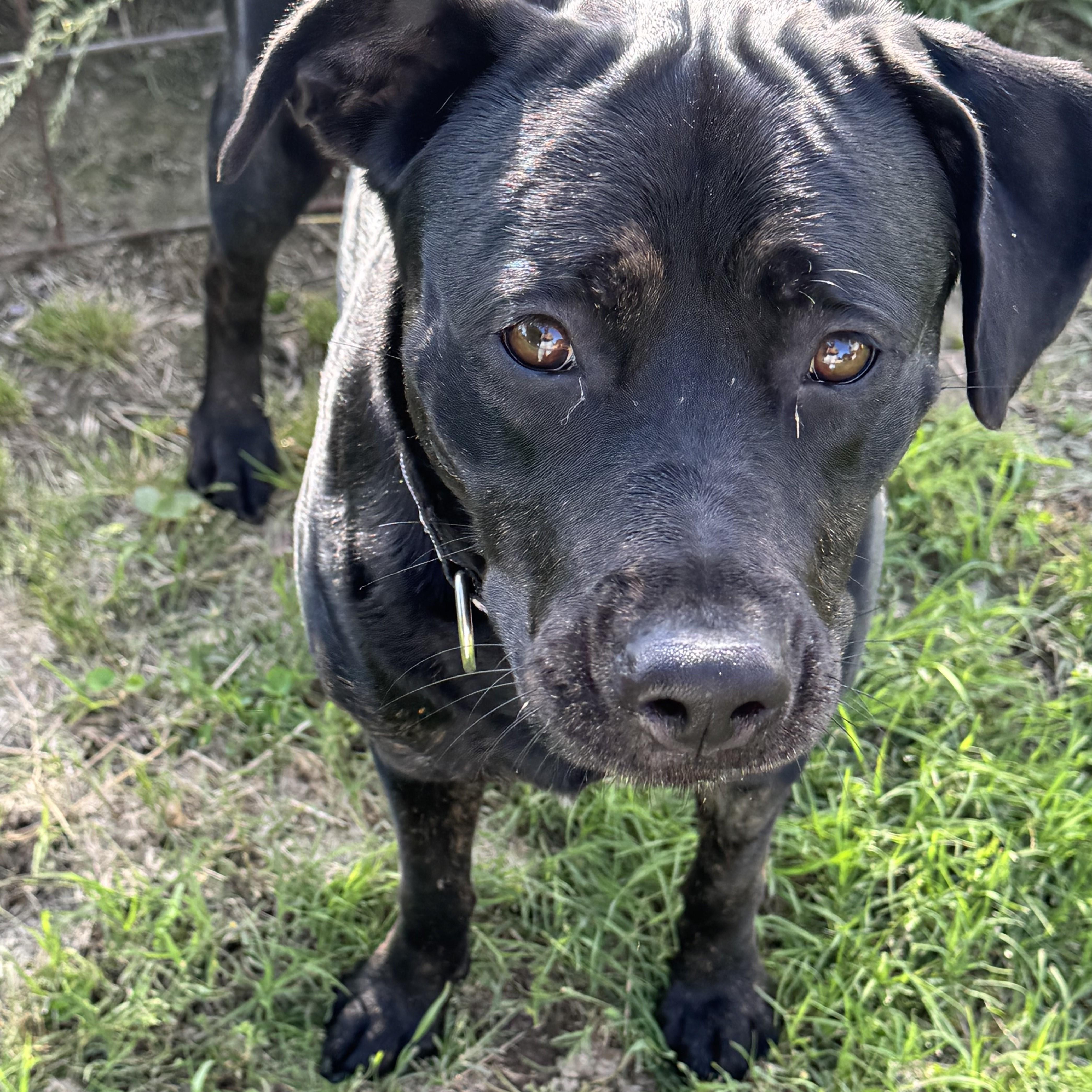 Koko, a Adoptable Labrador Retriever in Santa Fe, NM image 4/4