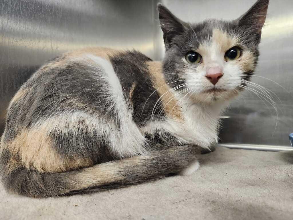 Enlarge EPIPHANY, a Adoptable mixed breed in Athens, AL image 1/2