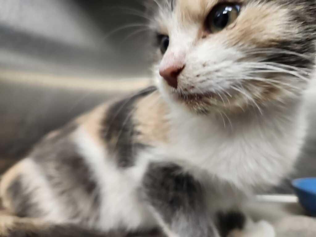 Enlarge EPIPHANY, a Adoptable mixed breed in Athens, AL image 2/2