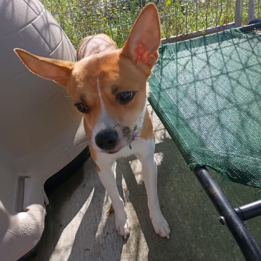 Rocky, Adoptable, Young Male Jack Russell Terrier & Rat Terrier.
