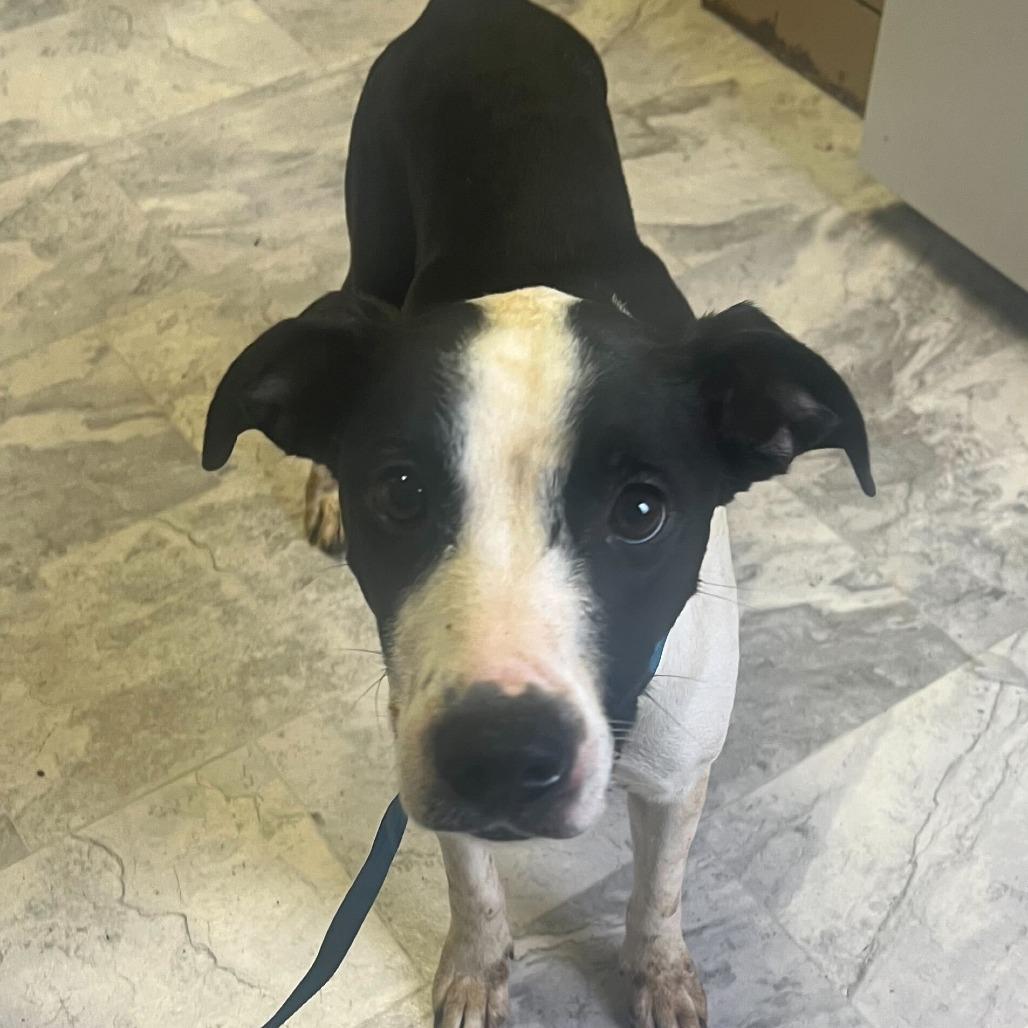 Enlarge Melinda, a Adoptable Mixed Breed in Oak Hill, WV image 1/1