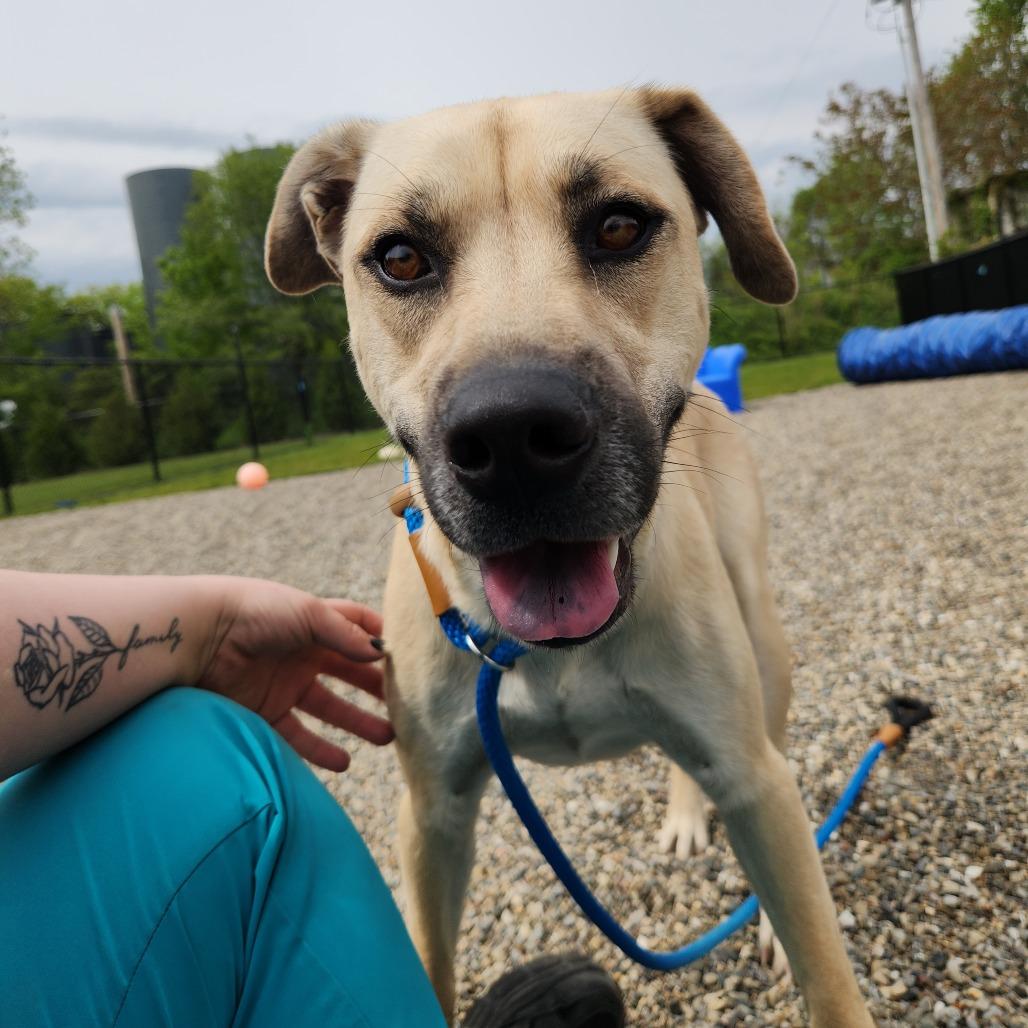 Katie, Adoptable, Young Female Husky & Mixed Breed.