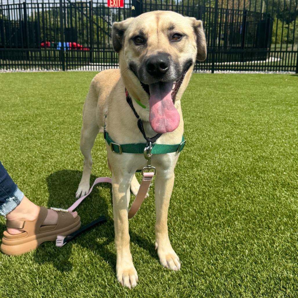 Enlarge Katie, a Adoptable mixed breed in Fort Wayne, IN image 2/6