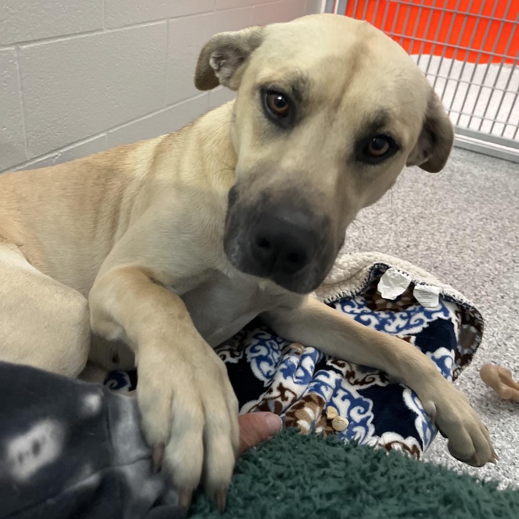 Enlarge Katie, a Adoptable mixed breed in Fort Wayne, IN image 3/6