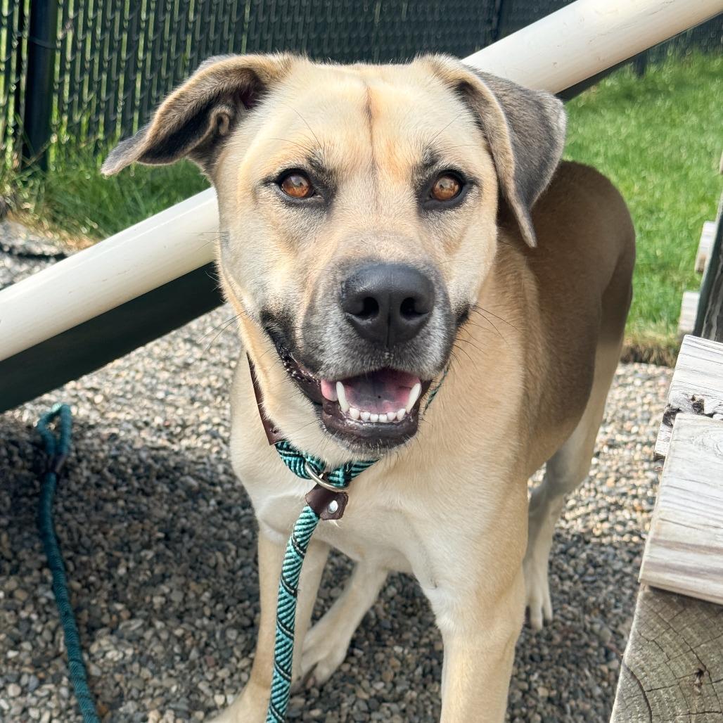 Enlarge Katie, a Adoptable mixed breed in Fort Wayne, IN image 4/6