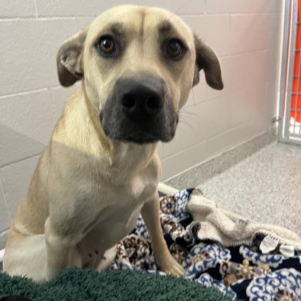 Enlarge Katie, a Adoptable mixed breed in Fort Wayne, IN image 5/6
