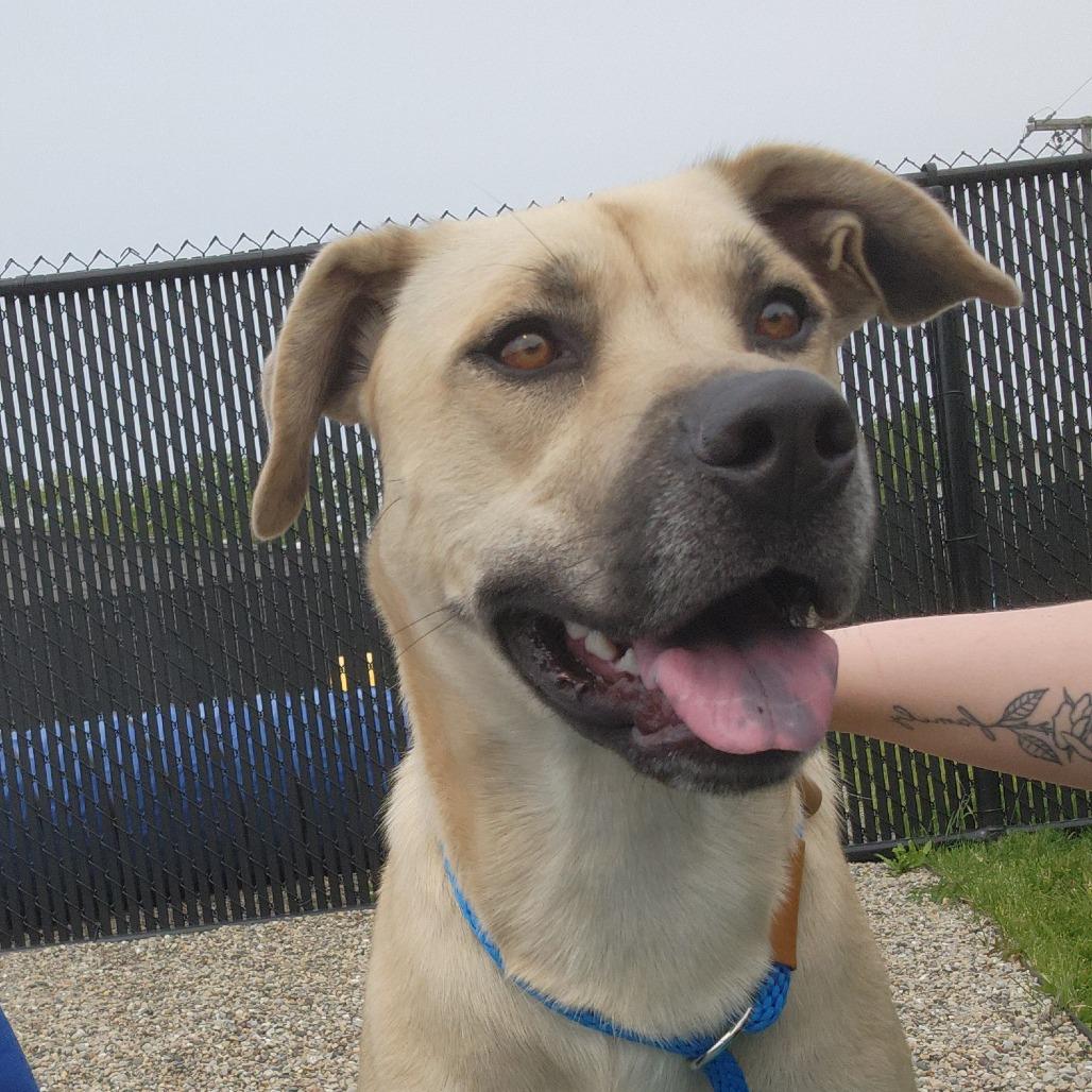 Enlarge Katie, a Adoptable mixed breed in Fort Wayne, IN image 6/6