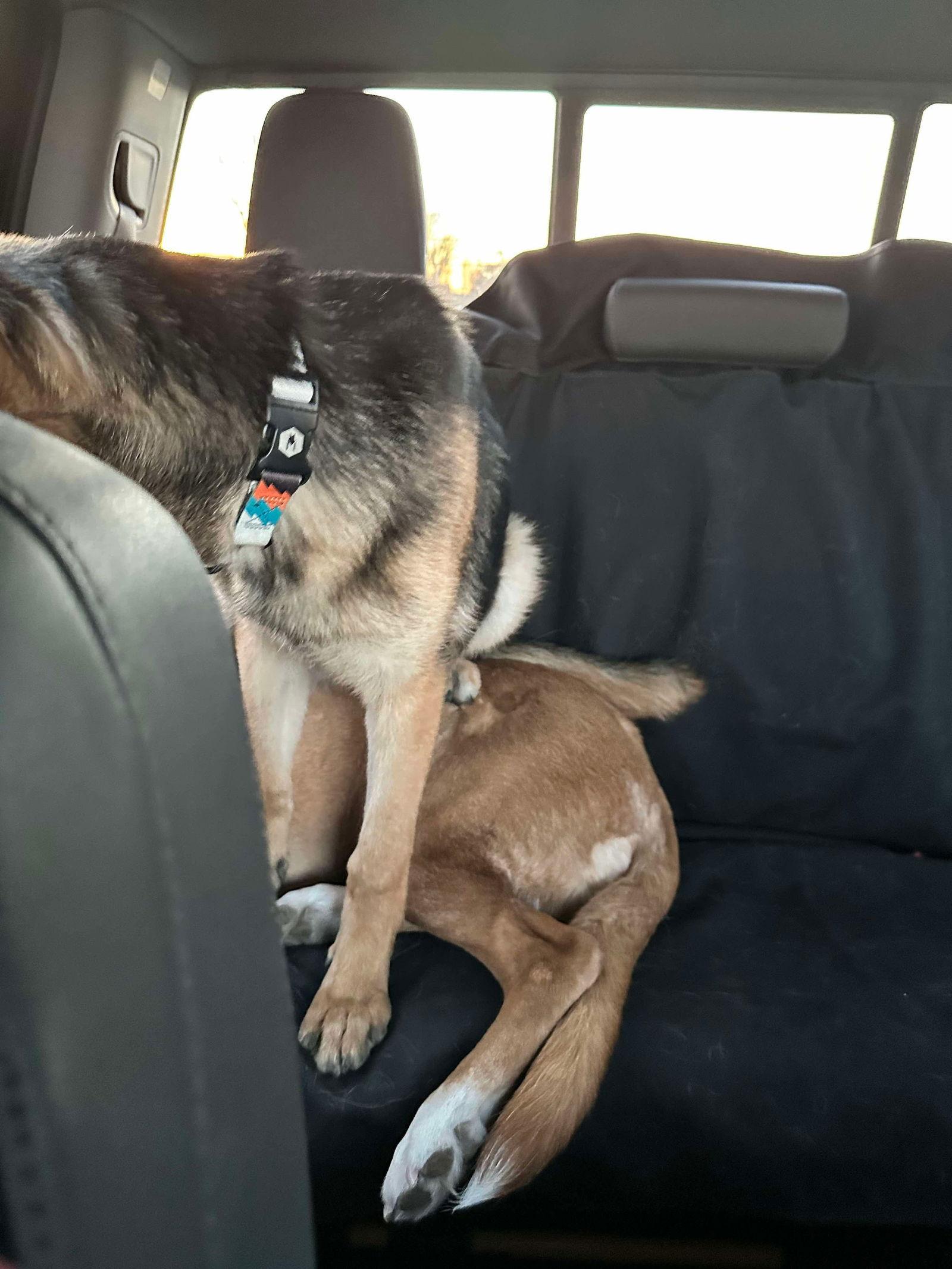 Maeve, Adopted, Puppy Female German Shepherd Dog.