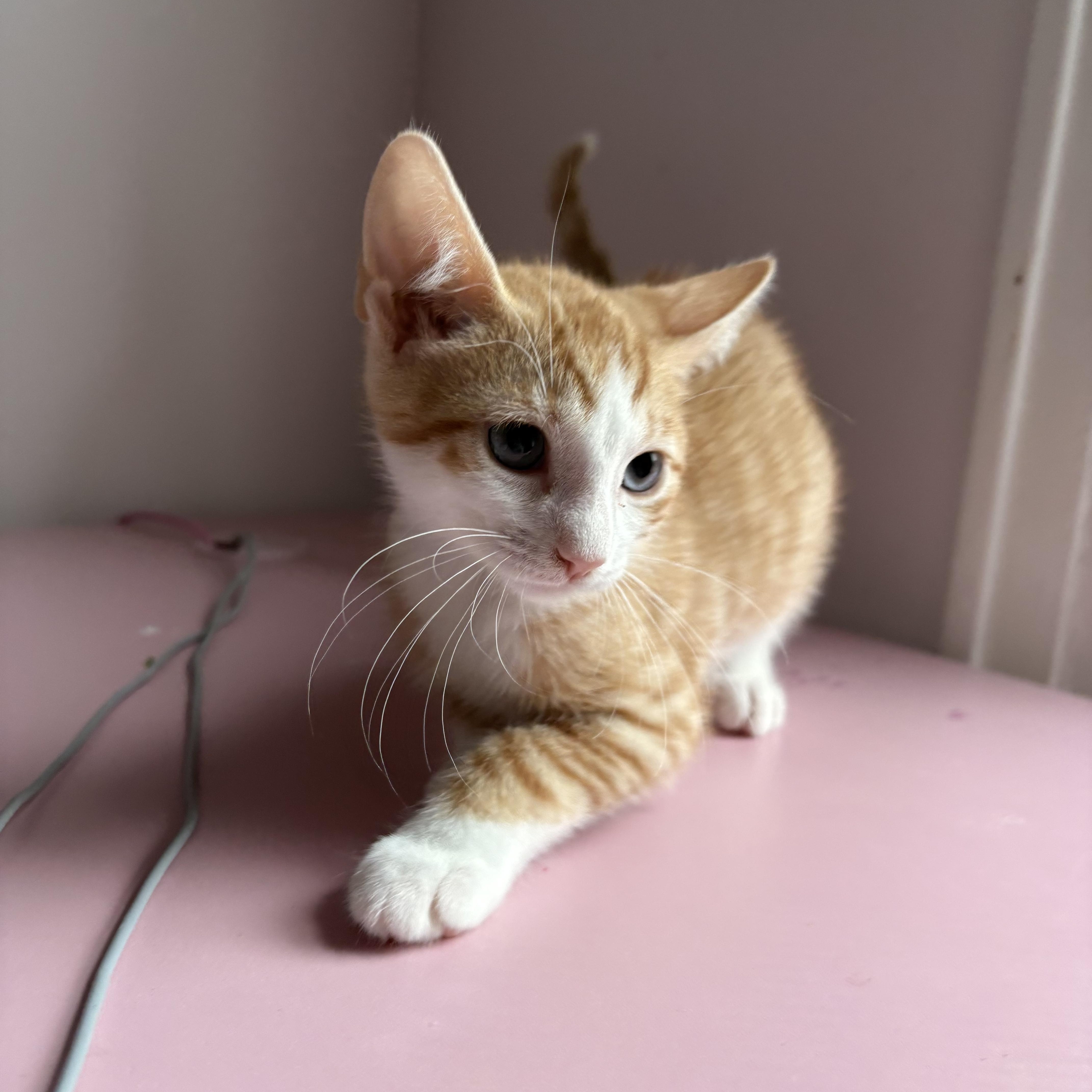 Enlarge Scout, a Adoptable mixed breed in Roslyn Heights, NY image 3/3