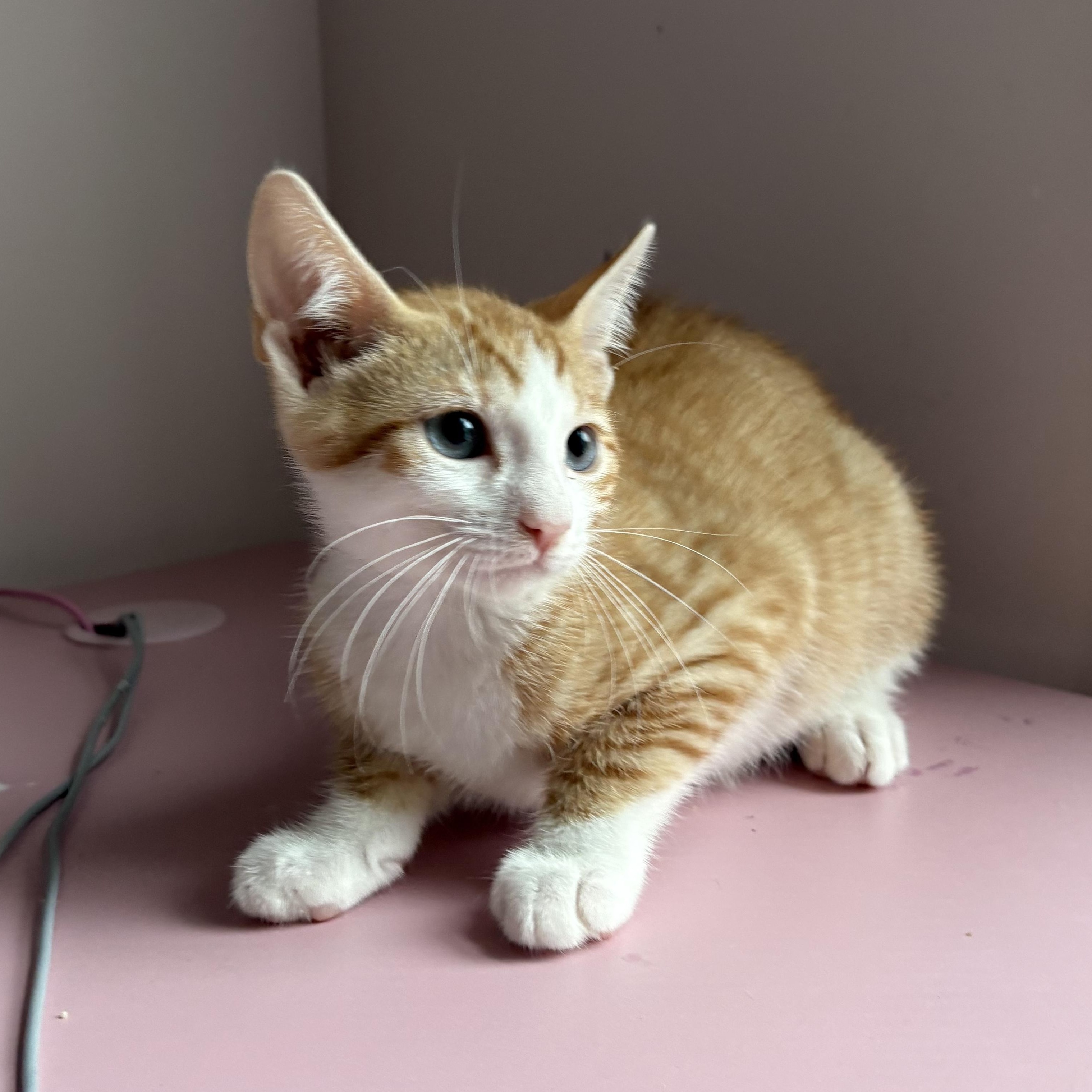 Scout, Adoptable, Kitten Male Tabby & Domestic Short Hair.