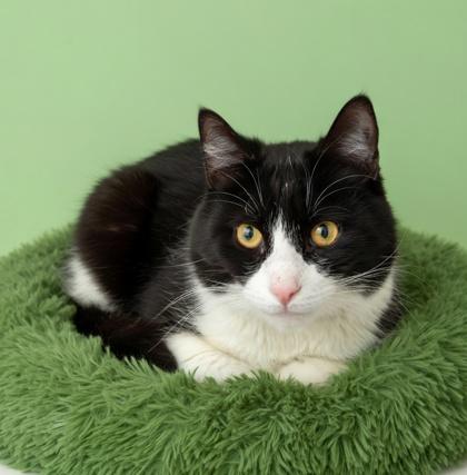 Enlarge Braxton, a Adoptable mixed breed in Bowling Green, KY image 2/2