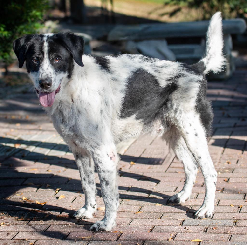 Enlarge Paw-Paw, a Adoptable Mixed Breed in Ocala, FL image 1/2