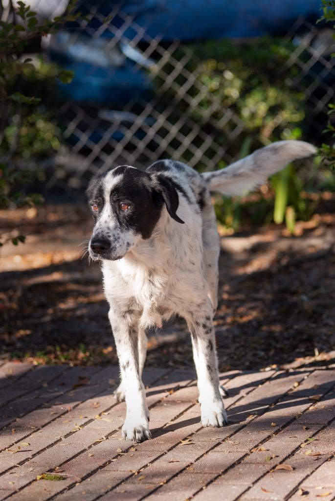 Enlarge Paw-Paw, a Adoptable Mixed Breed in Ocala, FL image 2/2