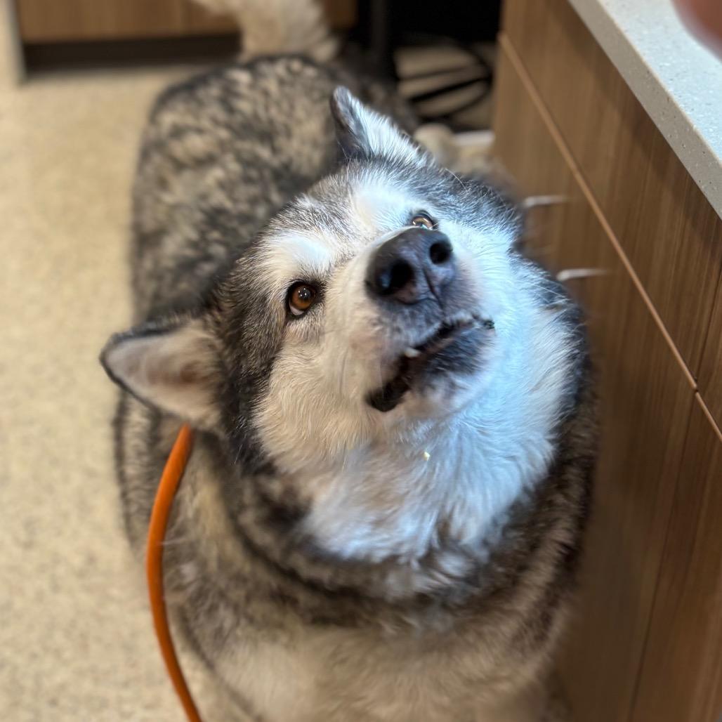 Kenai, a Adoptable Alaskan Malamute in Nashville, IN image 1/2