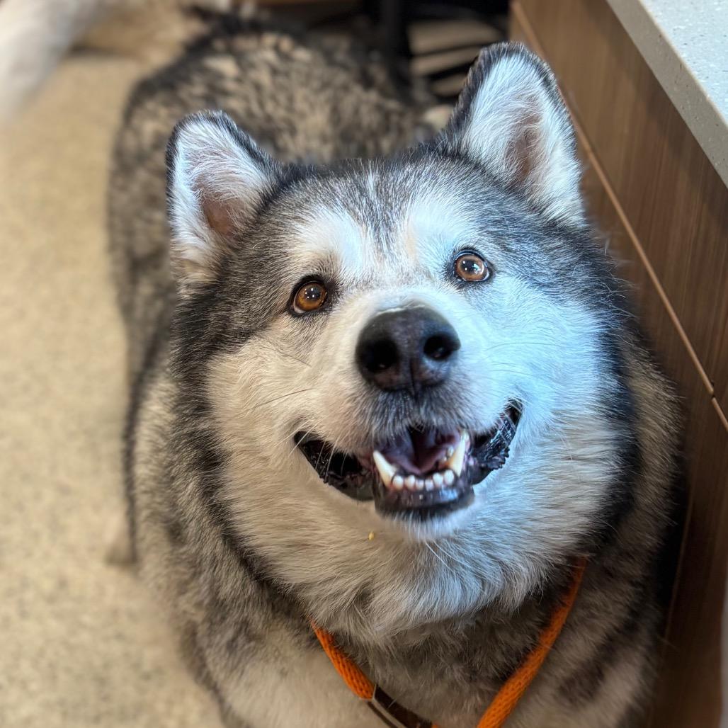 Kenai, a Adoptable Alaskan Malamute in Nashville, IN image 2/2