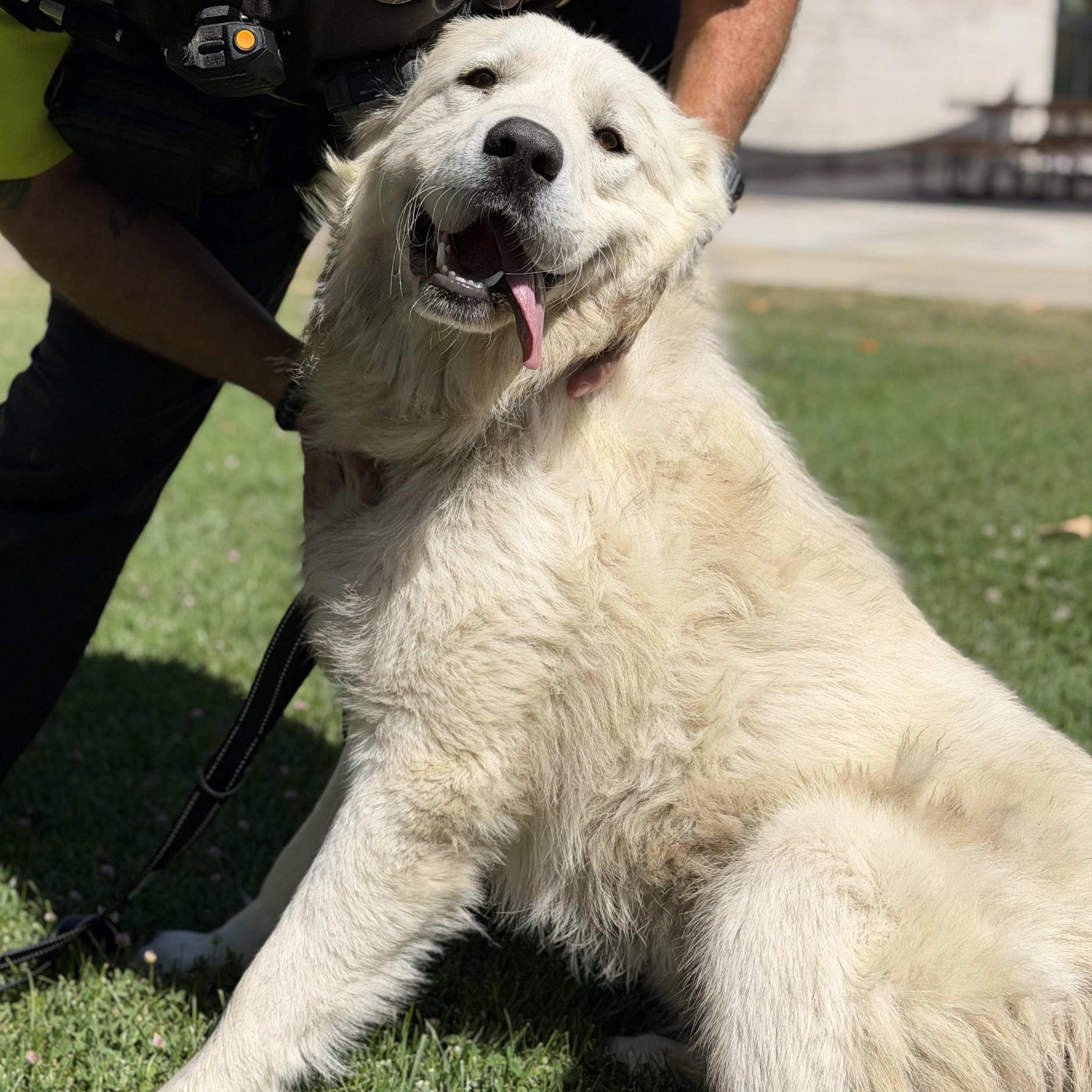 Denali, a ADOPTABLE Great Pyrenees in Granite Bay, CA image 3/6
