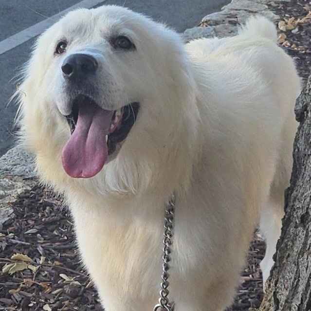 Denali, ADOPTABLE, Young Male Great Pyrenees.