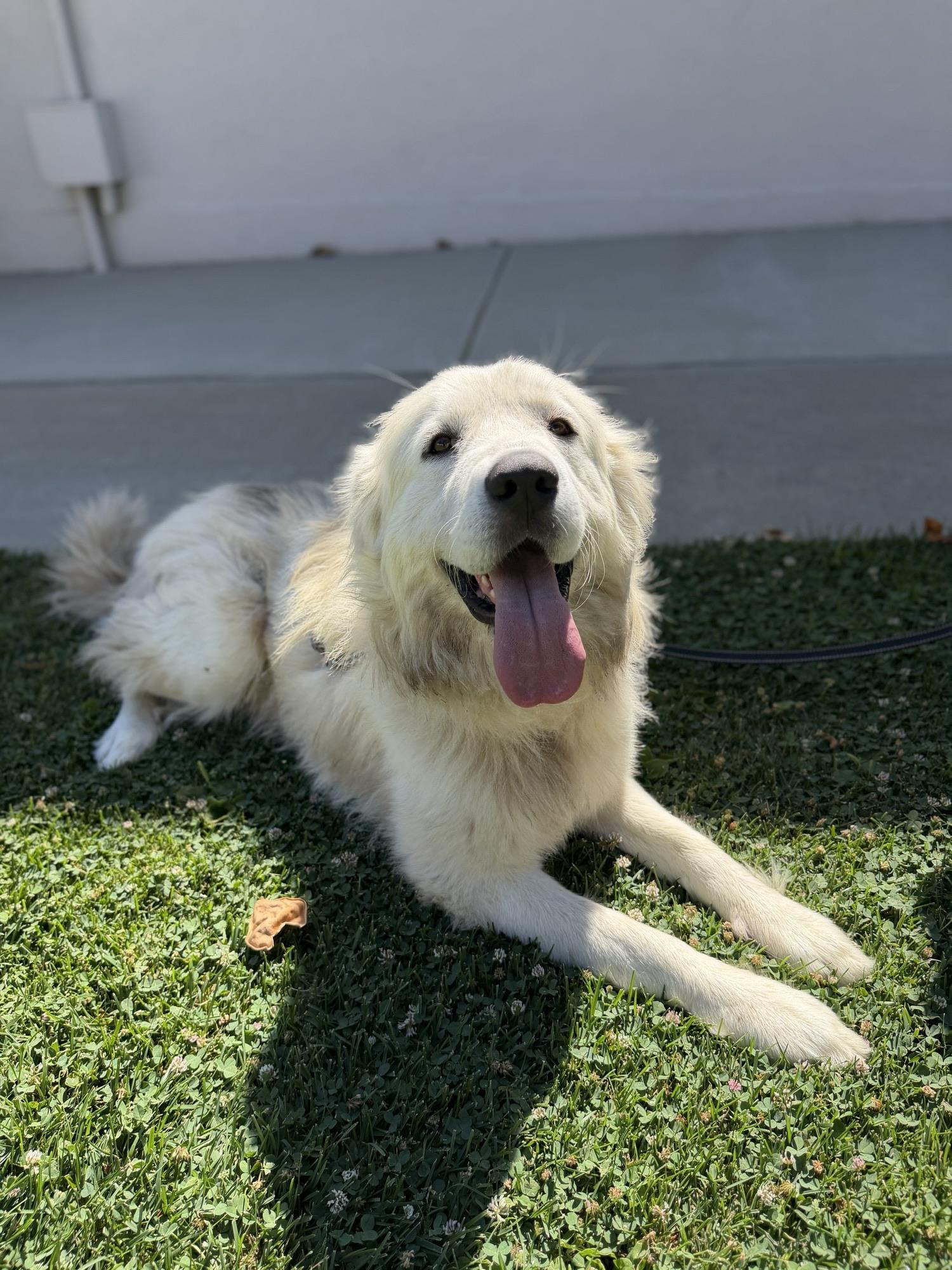 Denali, a ADOPTABLE Great Pyrenees in Granite Bay, CA image 5/6