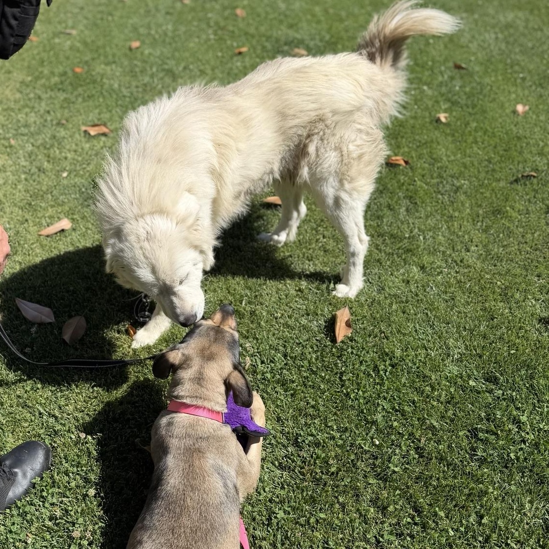 Denali, a ADOPTABLE Great Pyrenees in Granite Bay, CA image 4/6