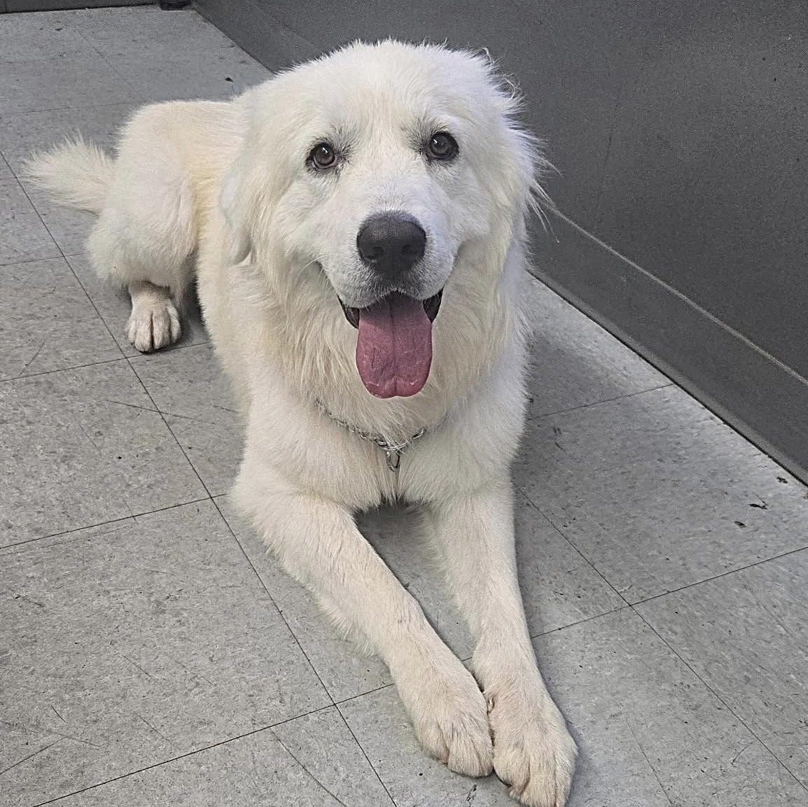 Denali, a ADOPTABLE Great Pyrenees in Granite Bay, CA image 2/6