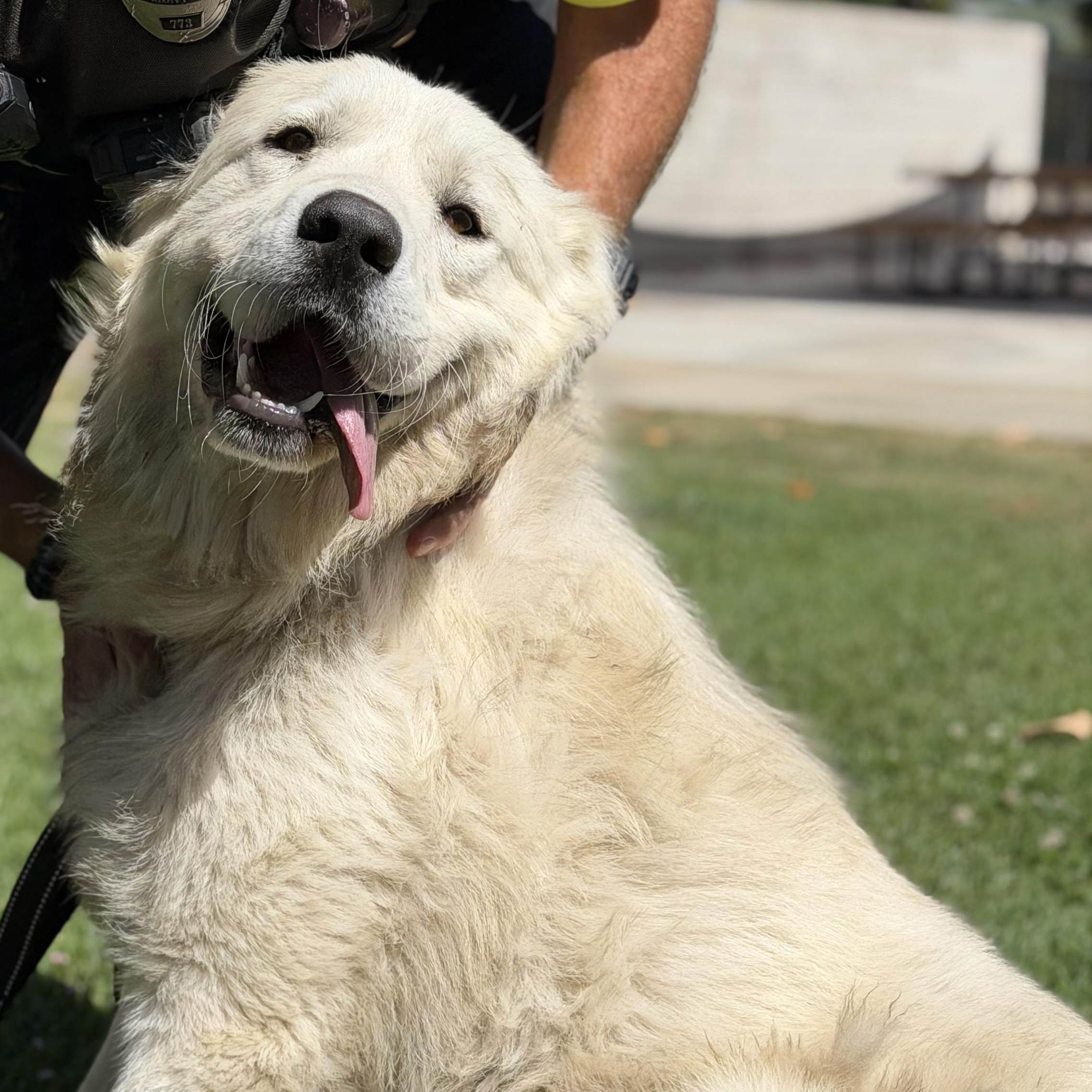 Denali, a ADOPTABLE Great Pyrenees in Granite Bay, CA image 6/6