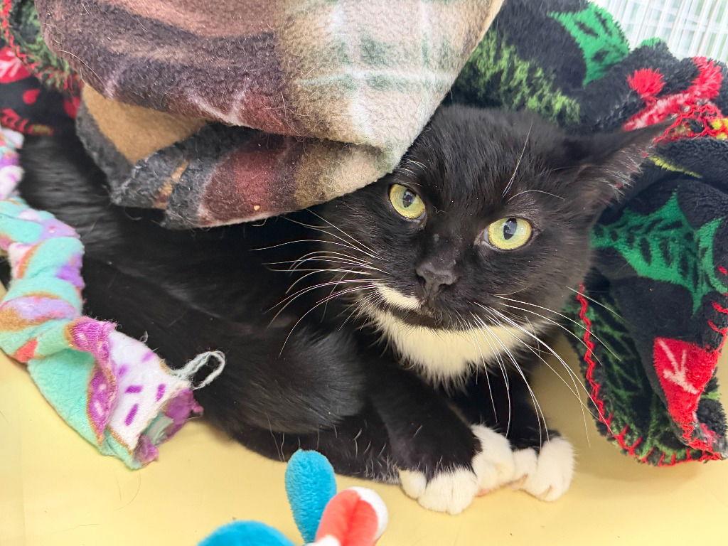 Enlarge Dottie, a Adoptable Domestic Short Hair in St. Helens, OR image 1/1