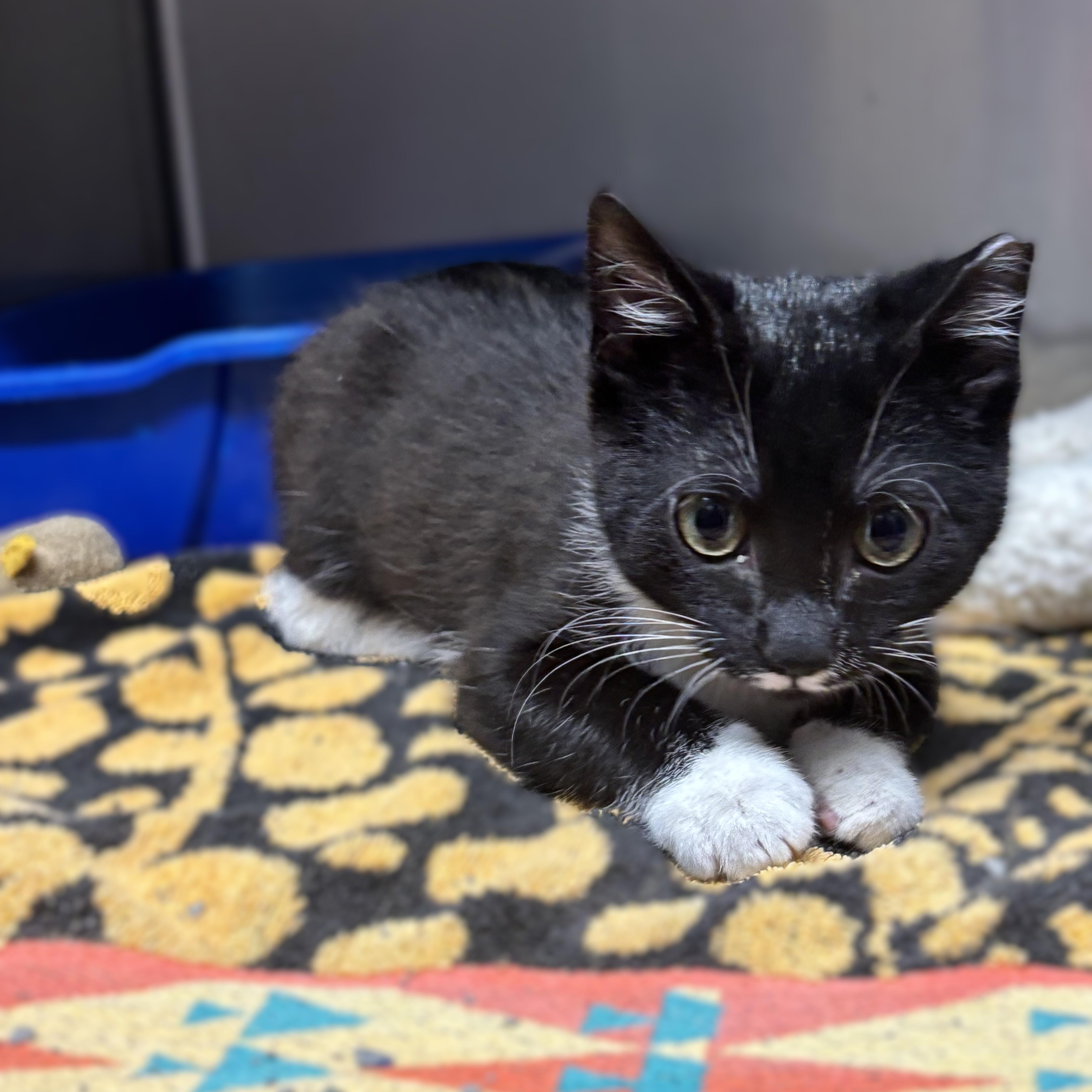 KITTEN Salsa -- MEET ME AT VETERINARY MED CENTER, a ADOPTABLE Domestic Short Hair in Alpharetta, GA image 1/3